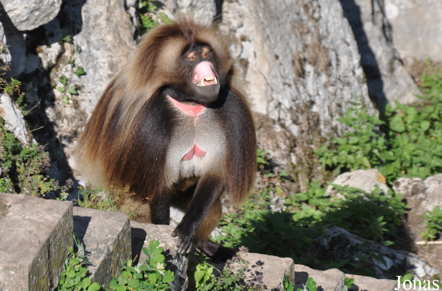 Theropithecus gelada