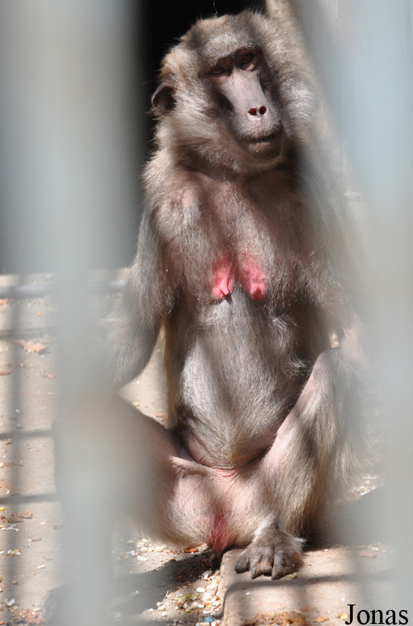 Theropithecus gelada x Papio sp.