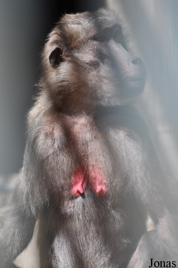 Theropithecus gelada x Papio sp.