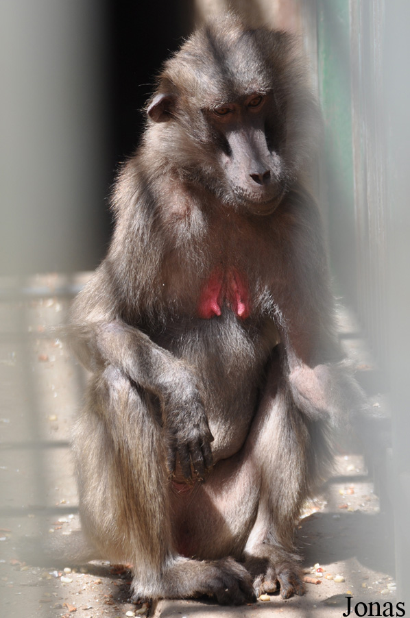 Theropithecus gelada x Papio sp.