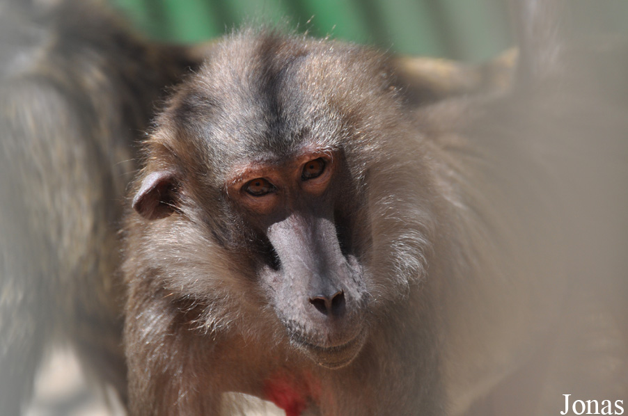 Theropithecus gelada x Papio sp.
