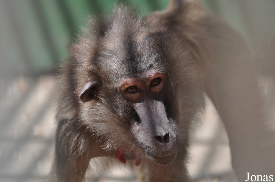Theropithecus gelada x Papio sp.