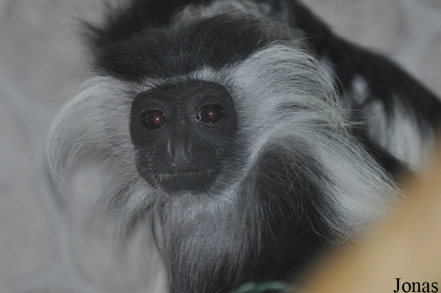 Colobus angolensis palliatus
