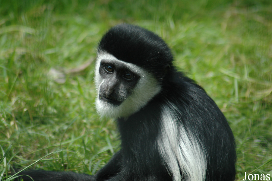 Colobus guereza