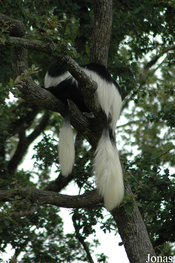 Colobus guereza