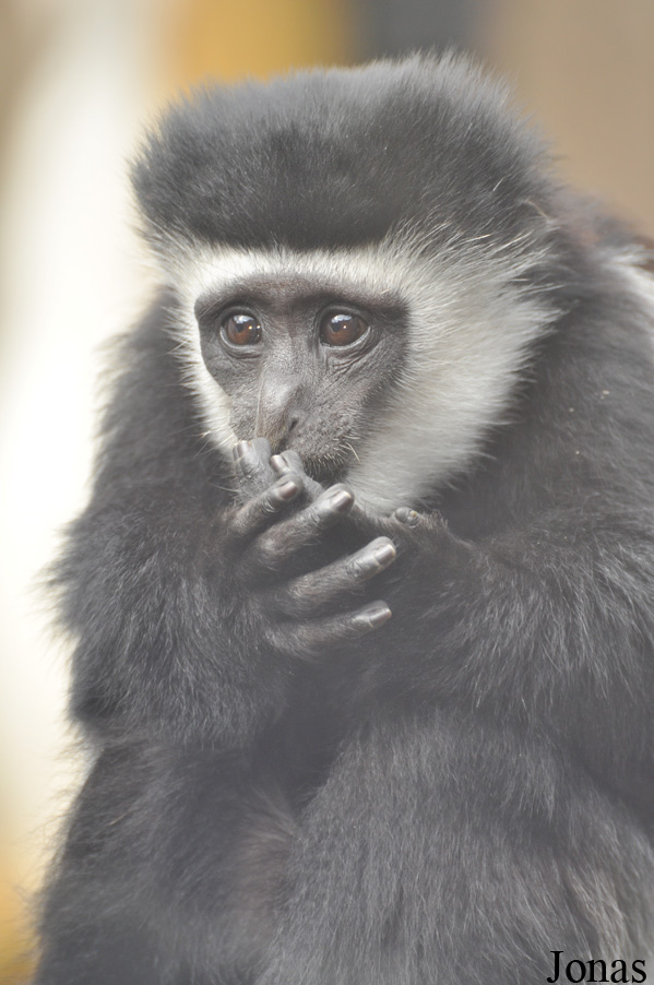 Colobus guereza caudatus
