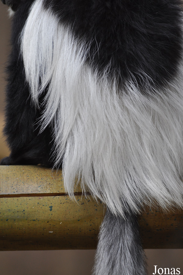 Colobus guereza caudatus