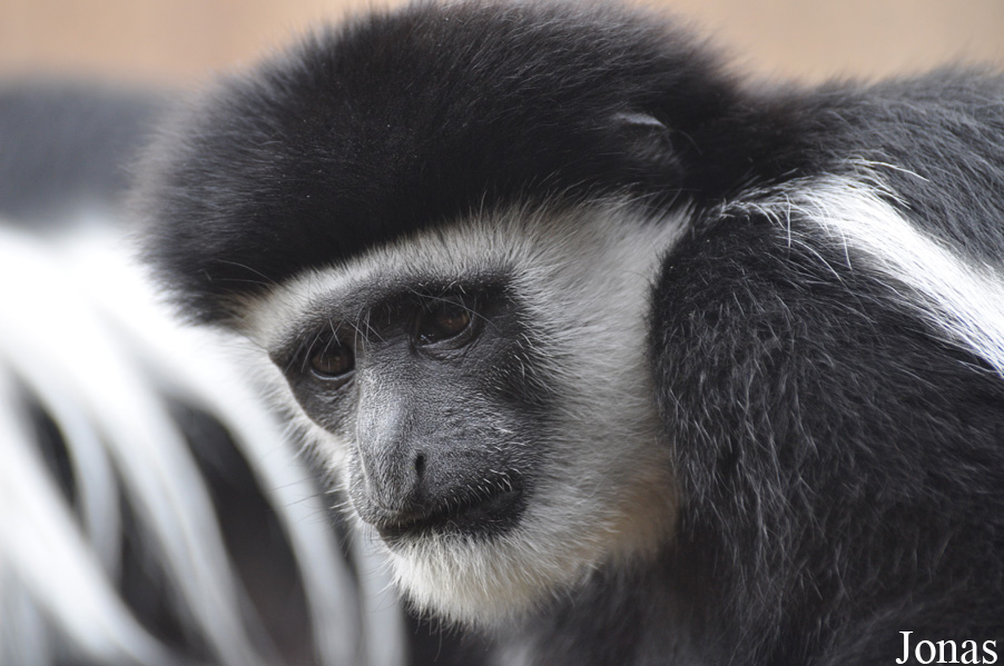 Colobus guereza caudatus