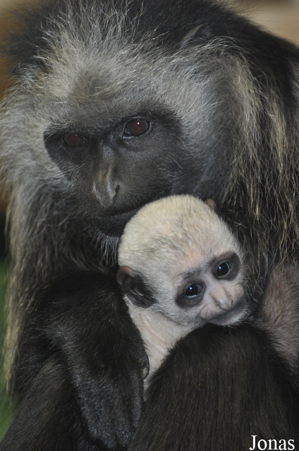 Colobus polykomos