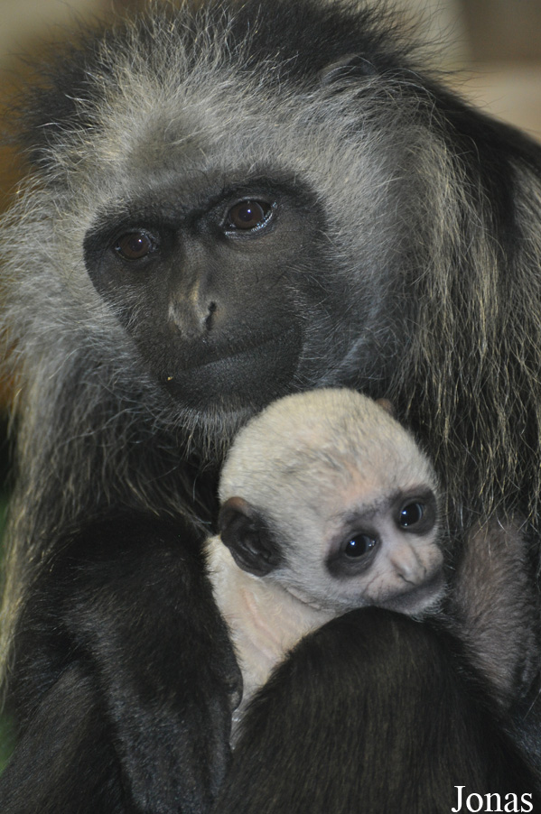 Colobus polykomos