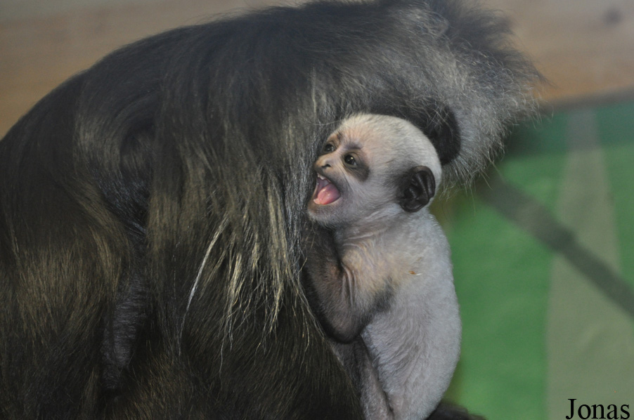 Colobus polykomos