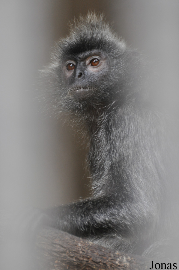 Presbytis femoralis