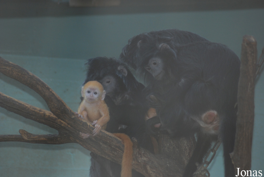 Trachypithecus auratus