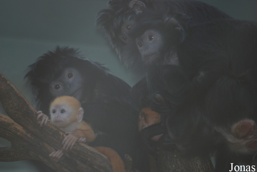 Trachypithecus auratus