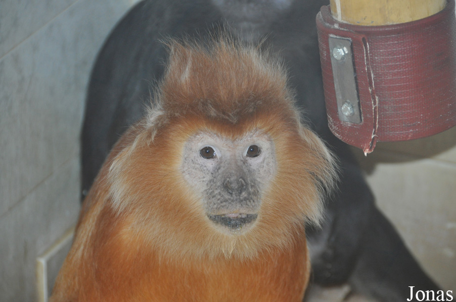 Trachypithecus auratus