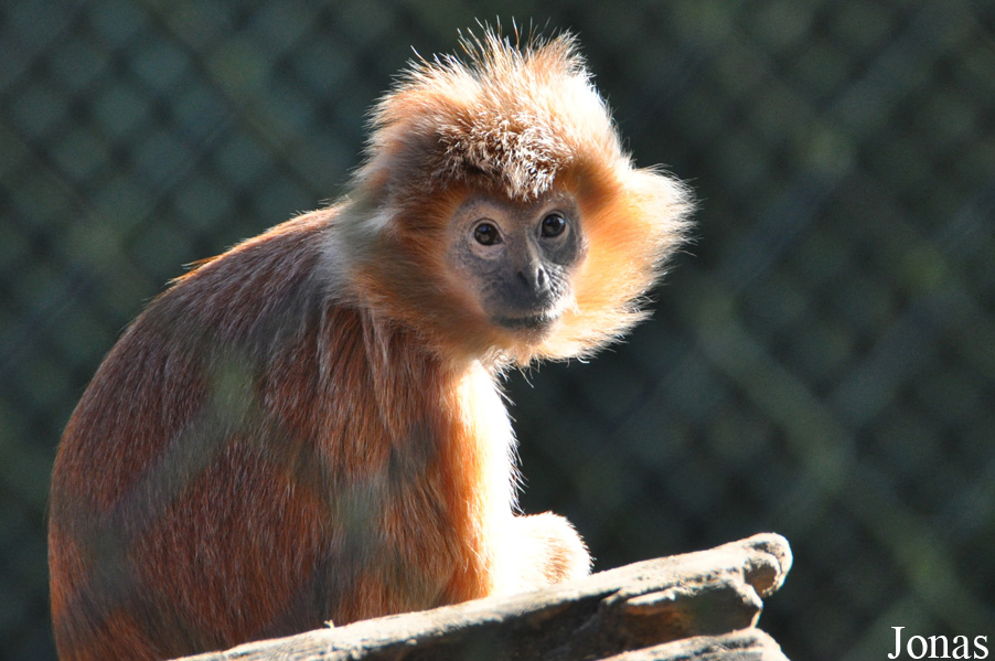 Trachypithecus auratus