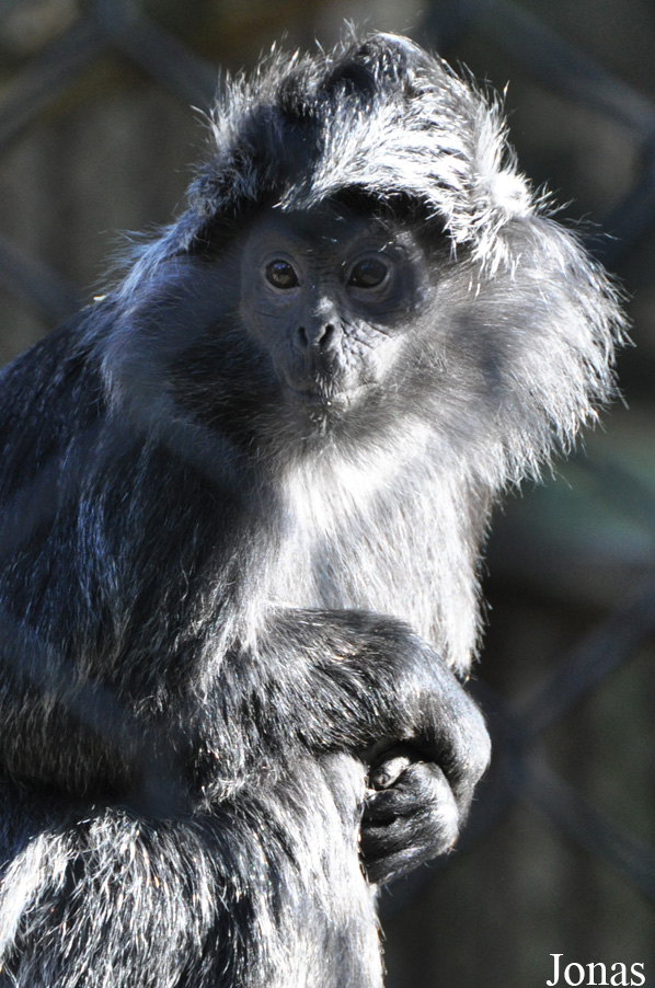 Trachypithecus auratus