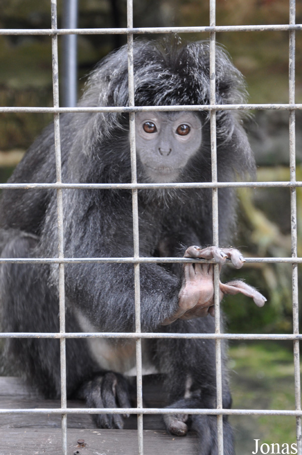 Trachypithecus auratus