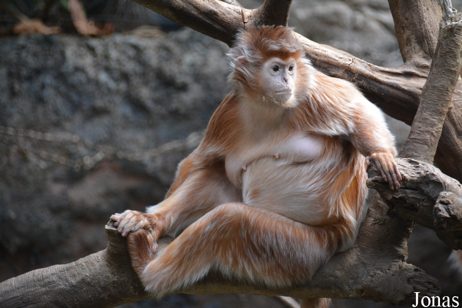 Trachypithecus auratus