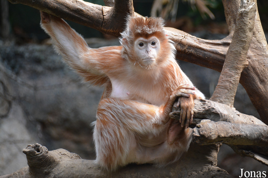 Trachypithecus auratus