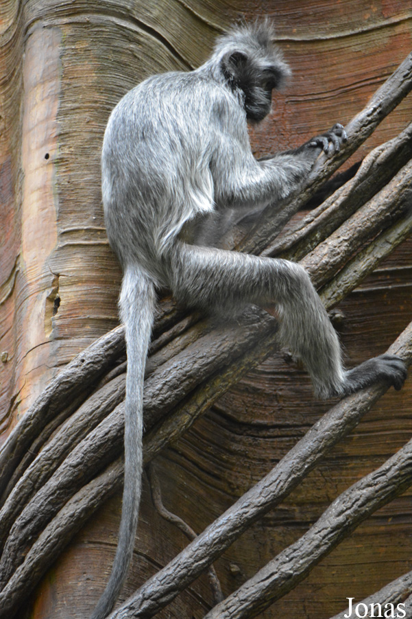 Trachypithecus cristatus