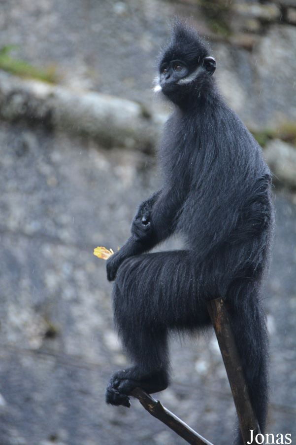Trachypithecus francoisi