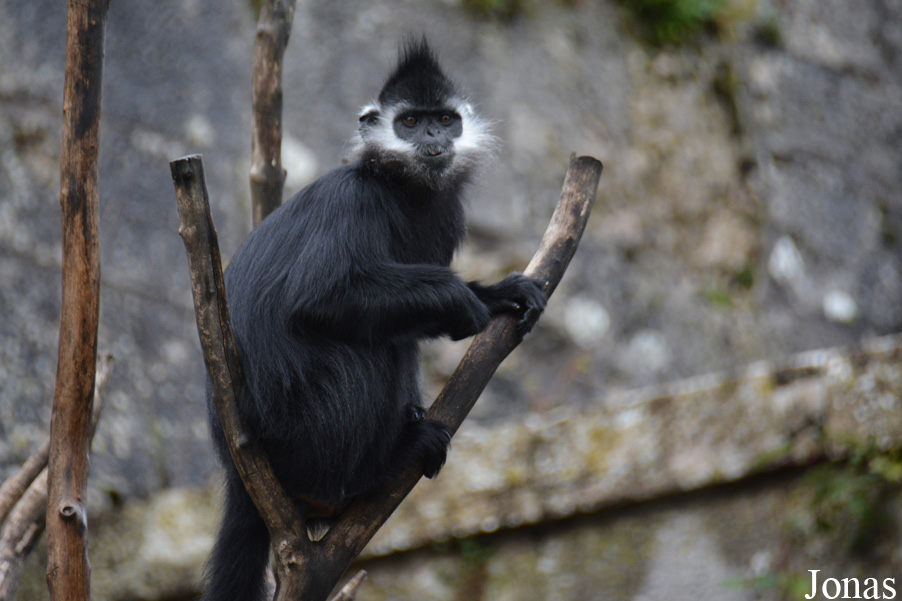 Trachypithecus francoisi