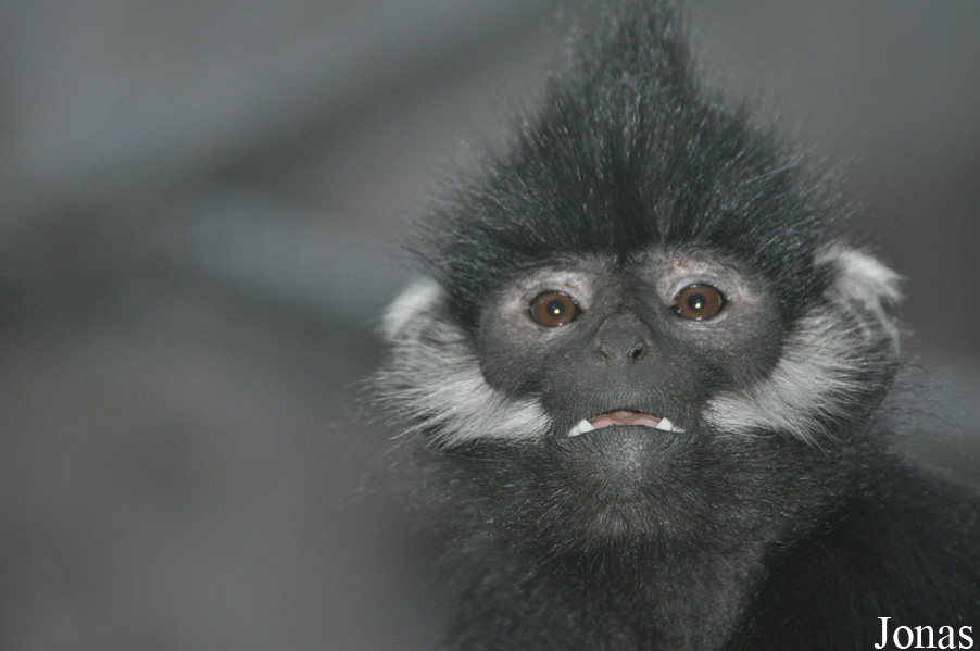 Trachypithecus francoisi