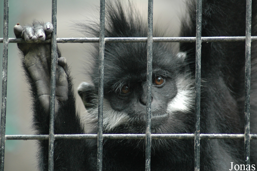 Trachypithecus francoisi