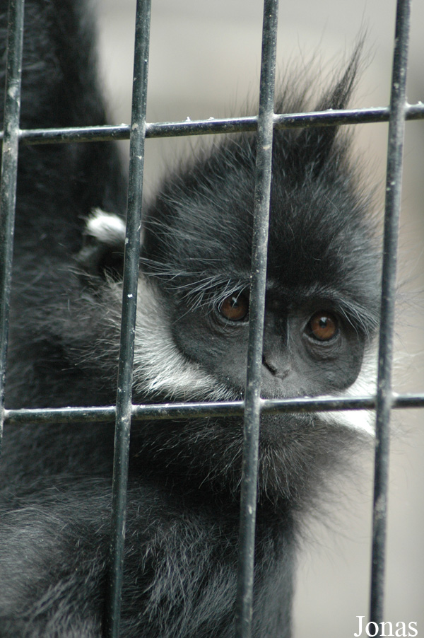Trachypithecus francoisi