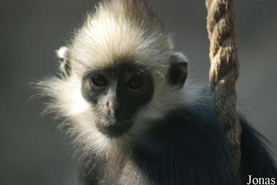 Trachypithecus leucocephalus