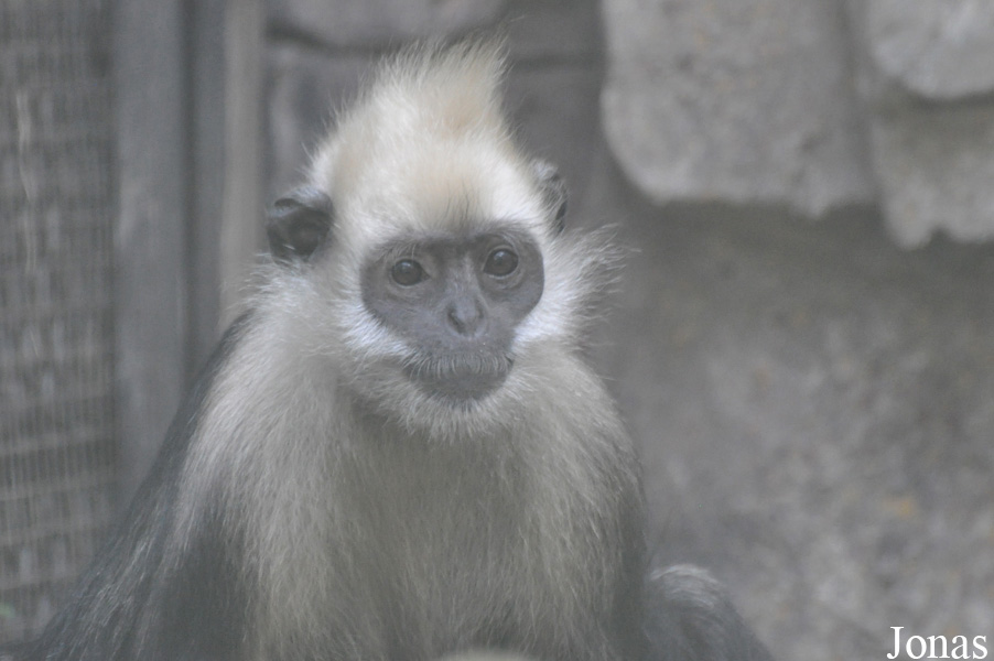 Trachypithecus leucocephalus