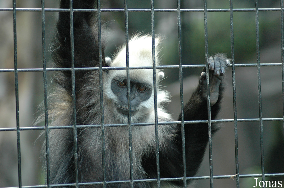 Trachypithecus leucocephalus