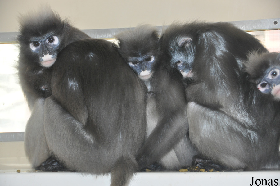 Trachypithecus obscurus