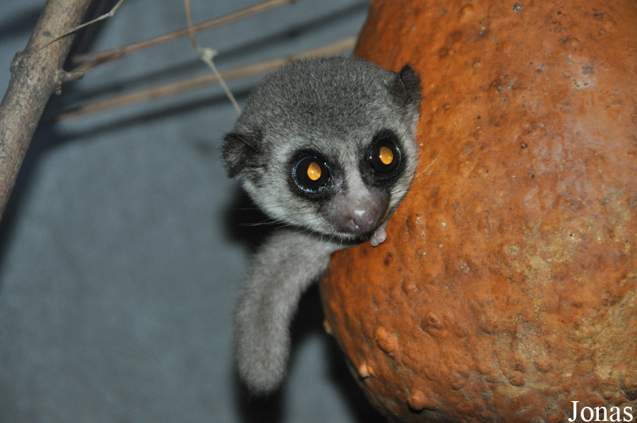 Cheirogaleus medius