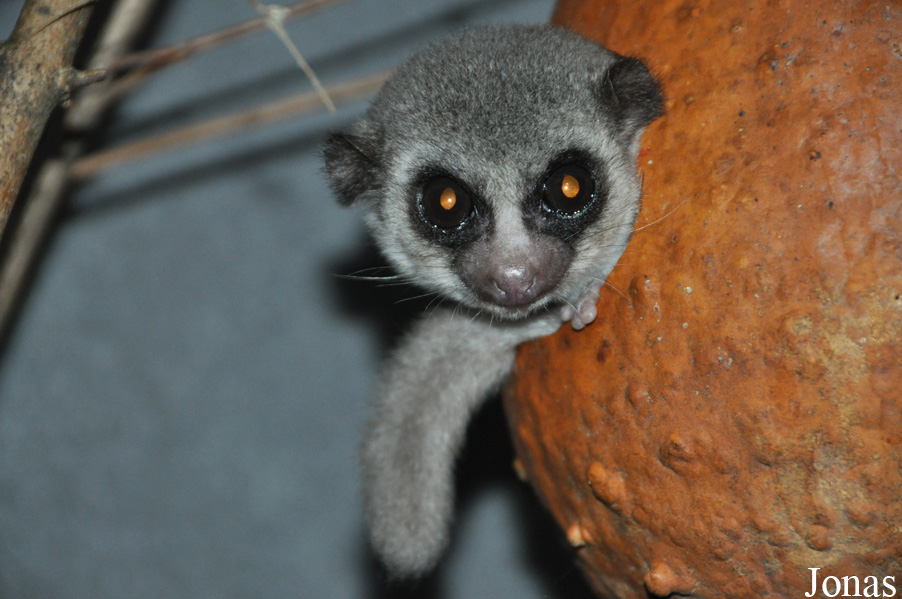 Cheirogaleus medius