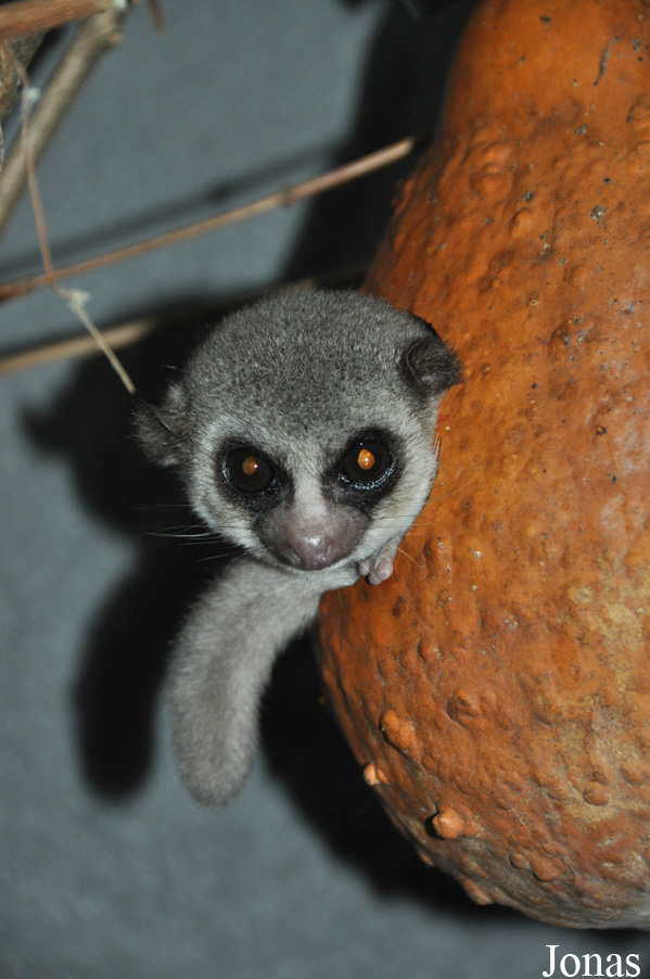 Cheirogaleus medius