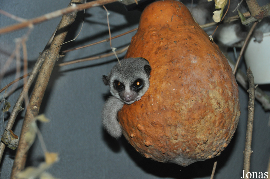 Cheirogaleus medius