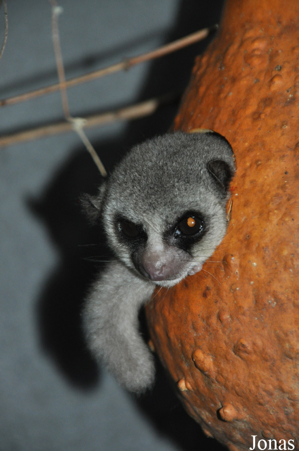 Cheirogaleus medius