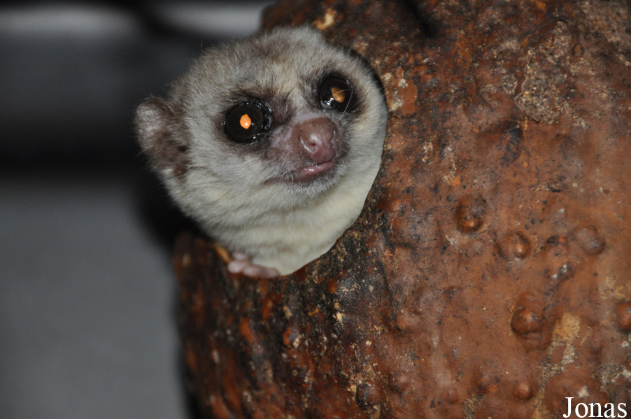 Cheirogaleus medius