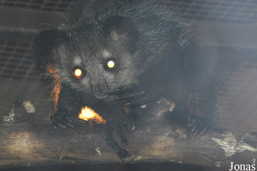 Daubentonia madagascariensis