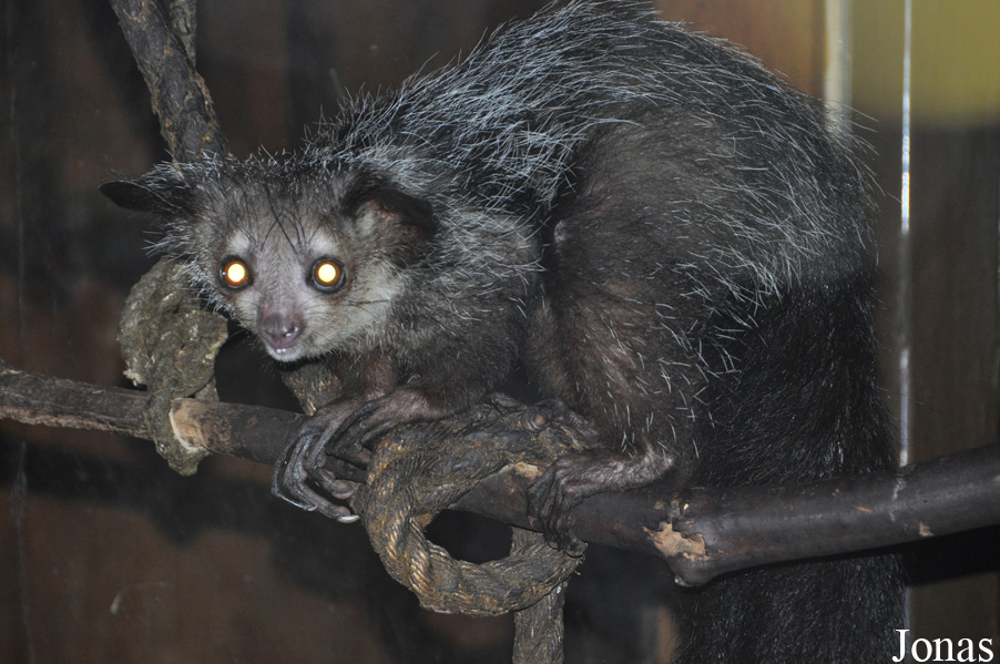 Daubentonia madagascariensis