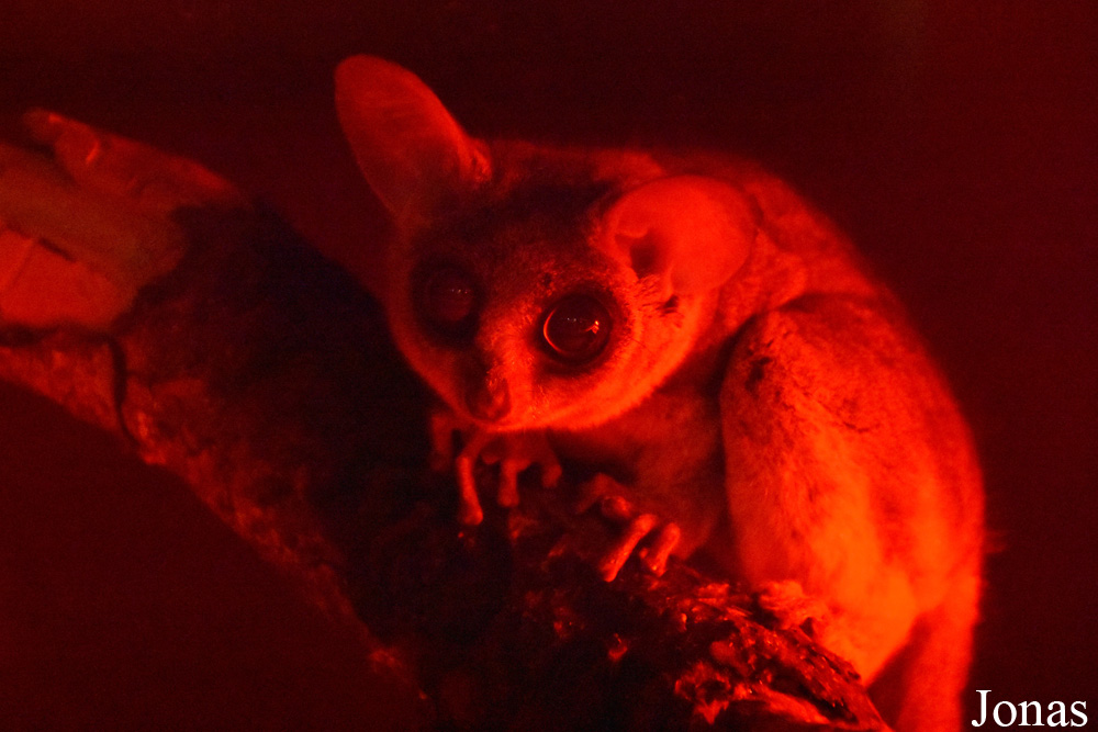 Galago senegalensis