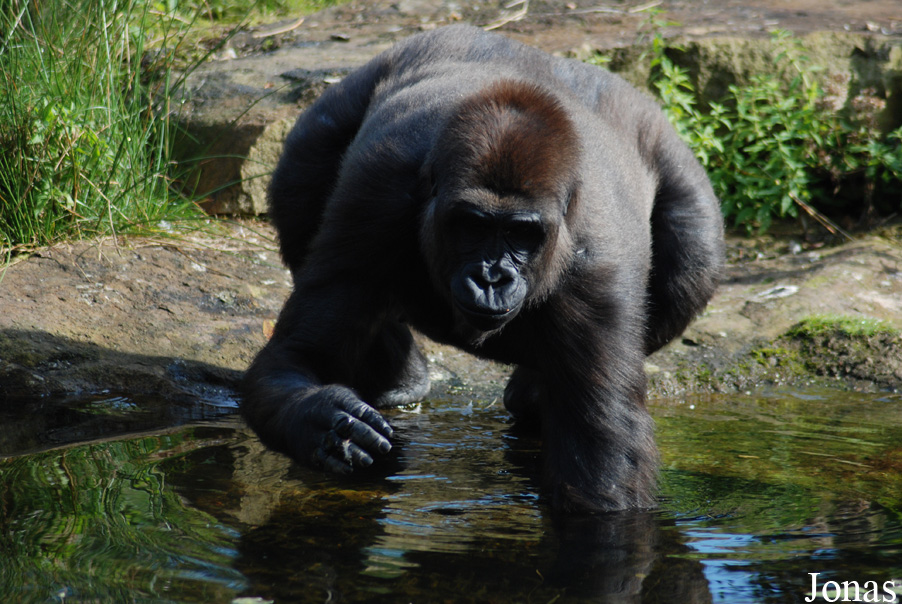 Gorilla gorilla gorilla