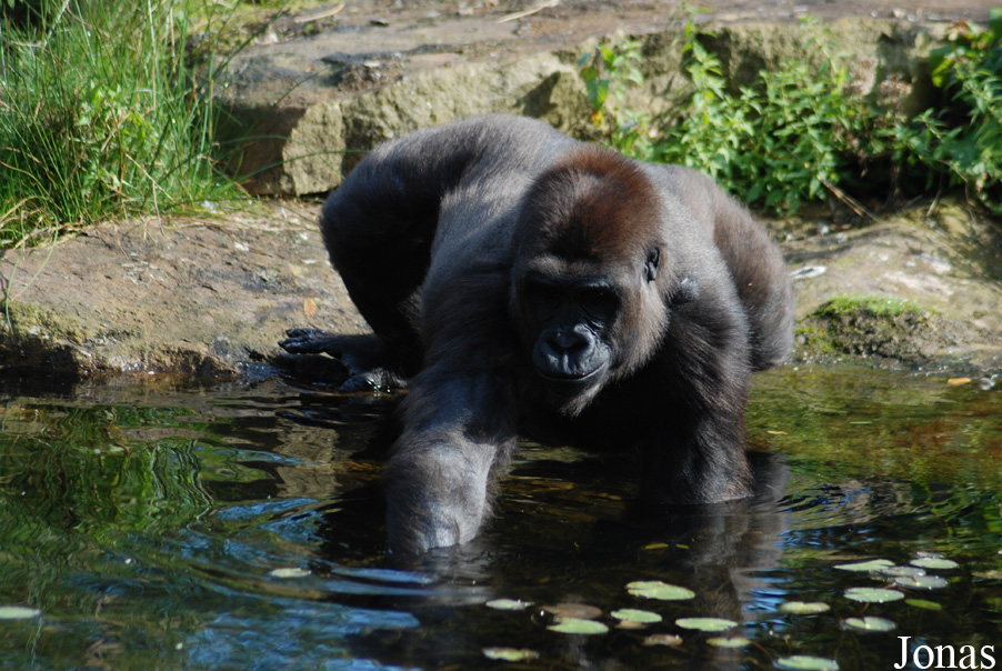 Gorilla gorilla gorilla