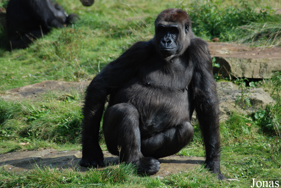 Gorilla gorilla gorilla