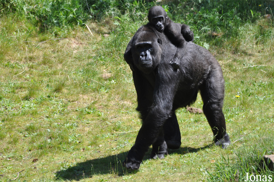 Gorilla gorilla gorilla