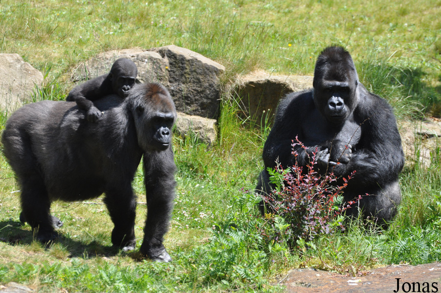 Gorilla gorilla gorilla