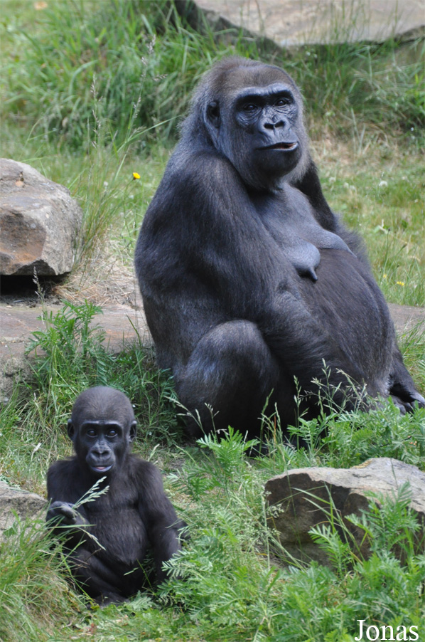Gorilla gorilla gorilla