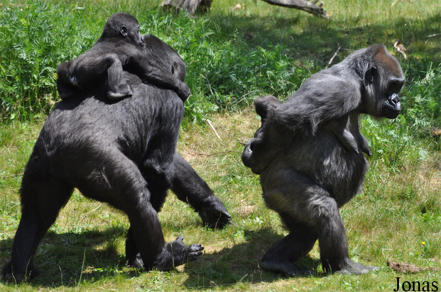 Gorilla gorilla gorilla